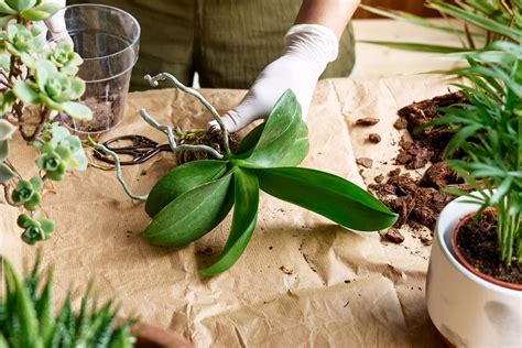 蘭花材料|蘭花種植材料使用指南：水苔、樹皮等，使用步驟全攻。